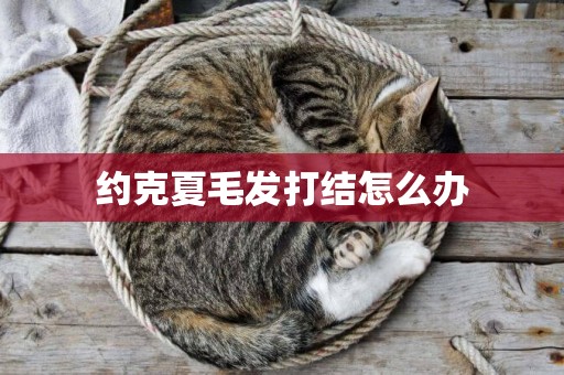 約克夏毛發打結怎么辦