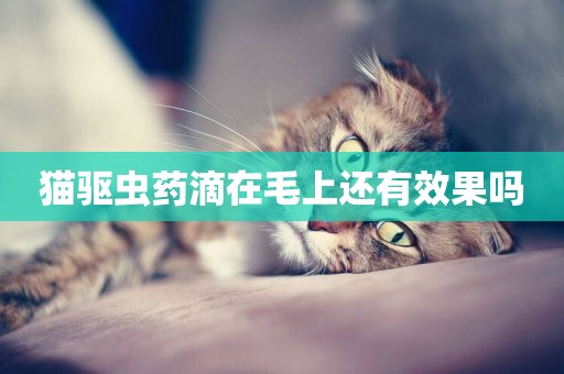 貓驅蟲藥滴在毛上還有效果嗎