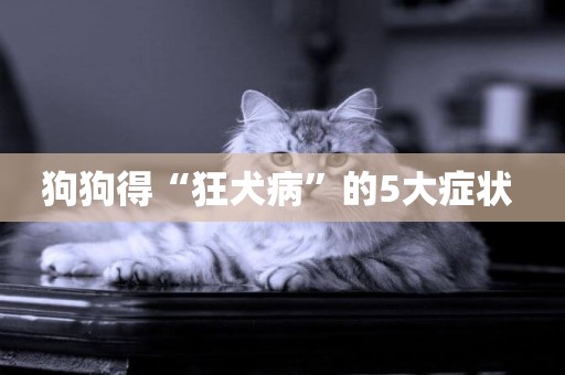 狗狗得“狂犬病”的5大癥狀 