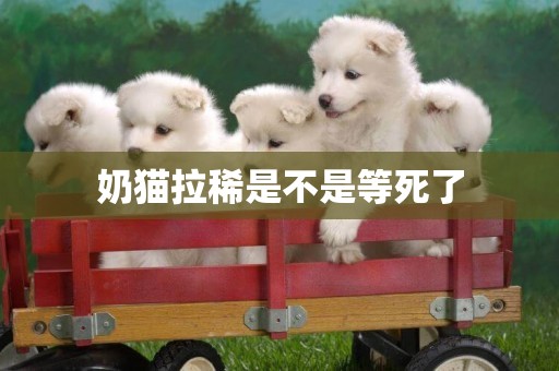 奶貓拉稀是不是等死了