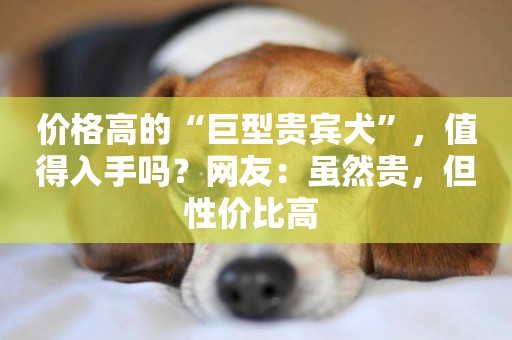 價格高的“巨型貴賓犬”，值得入手嗎？網友：雖然貴，但性價比高 