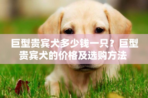巨型貴賓犬多少錢一只？巨型貴賓犬的價格及選購方法 