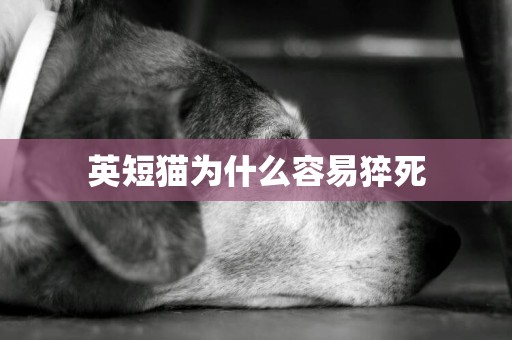 英短貓為什么容易猝死