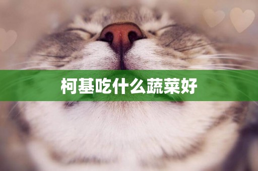 柯基吃什么蔬菜好