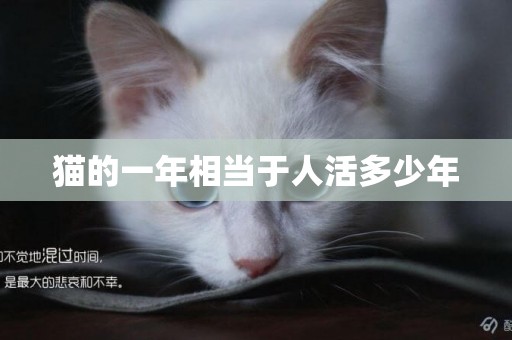 貓的一年相當于人活多少年
