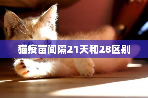 貓疫苗間隔21天和28區別