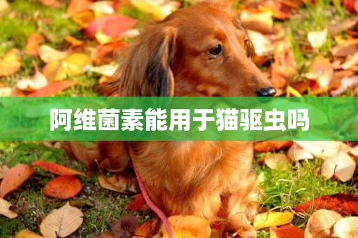 阿維菌素能用于貓驅蟲嗎