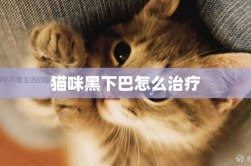 貓咪黑下巴怎么治療