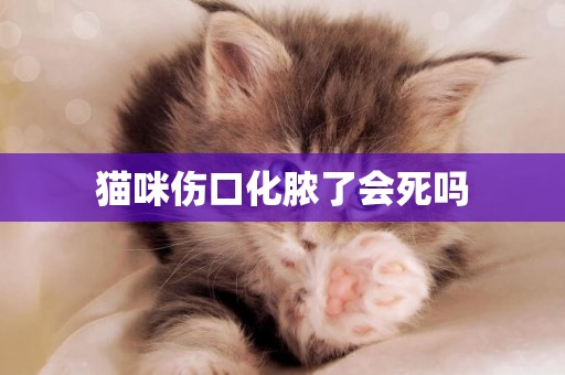 貓咪傷口化膿了會死嗎