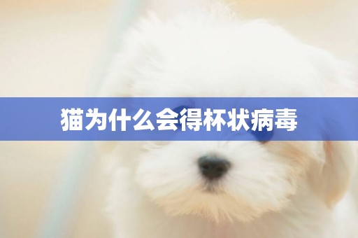 貓為什么會得杯狀病毒