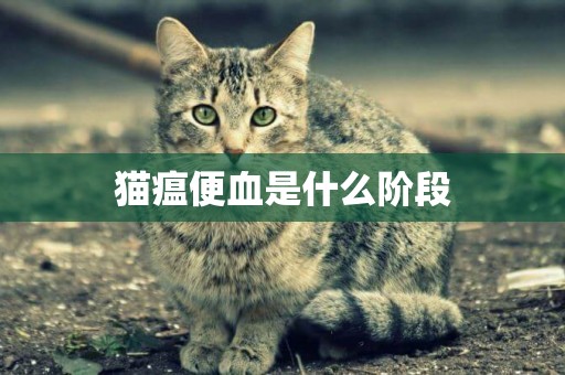 貓瘟便血是什么階段