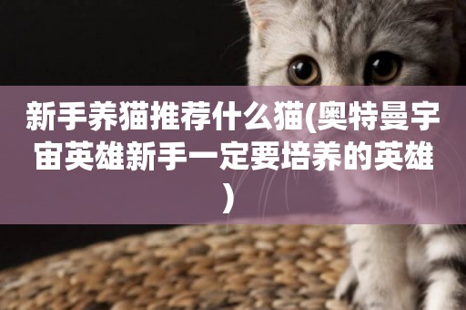 新手養貓推薦什么貓(奧特曼宇宙英雄新手一定要培養的英雄) 