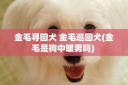 金毛尋回犬 金毛巡回犬(金毛是狗中暖男嗎) 