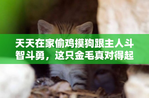 天天在家偷雞摸狗跟主人斗智斗勇，這只金毛真對得起尋回犬的名字 