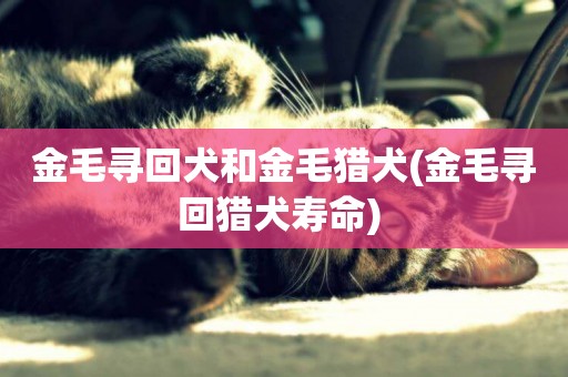 金毛尋回犬和金毛獵犬(金毛尋回獵犬壽命) 