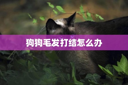 狗狗毛發打結怎么辦