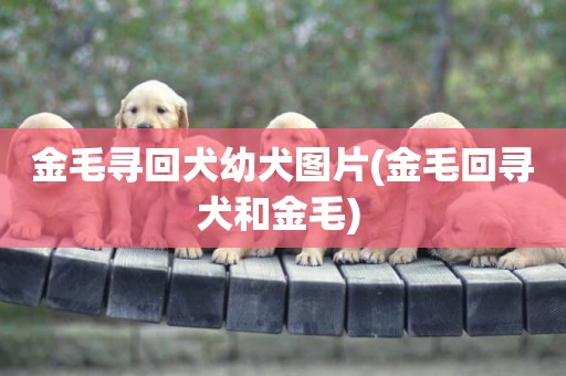 金毛尋回犬幼犬圖片(金毛回尋犬和金毛) 