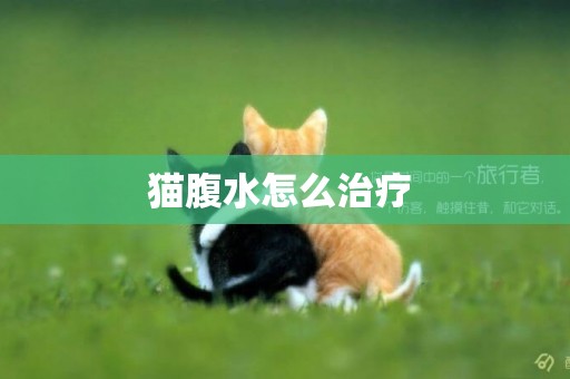 貓腹水怎么治療 