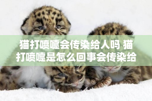 貓打噴嚏會傳染給人嗎 貓打噴嚏是怎么回事會傳染給人嗎
