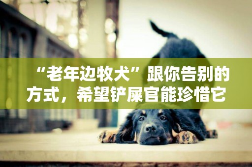 “老年邊牧犬”跟你告別的方式，希望鏟屎官能珍惜它 