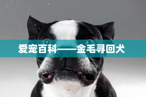 愛寵百科——金毛尋回犬 