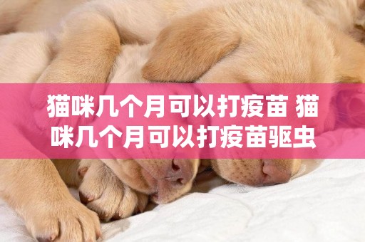 貓咪幾個月可以打疫苗 貓咪幾個月可以打疫苗驅蟲