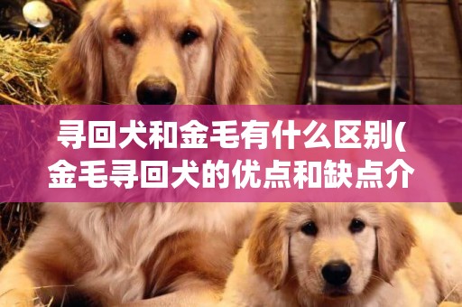 尋回犬和金毛有什么區別(金毛尋回犬的優點和缺點介紹) 