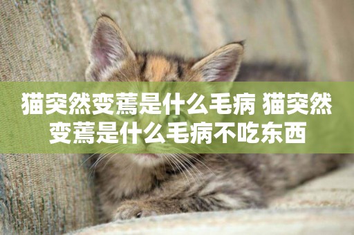 貓突然變蔫是什么毛病 貓突然變蔫是什么毛病不吃東西