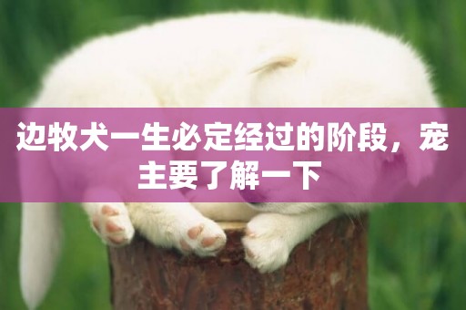 邊牧犬一生必定經過的階段，寵主要了解一下 