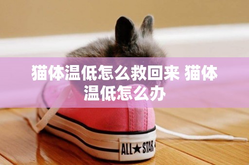 貓體溫低怎么救回來 貓體溫低怎么辦