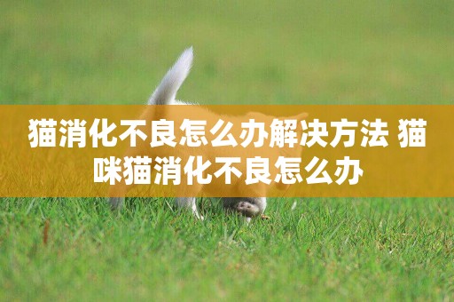 貓消化不良怎么辦解決方法 貓咪貓消化不良怎么辦