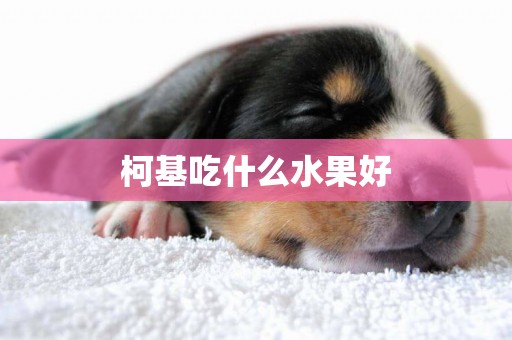 柯基吃什么水果好