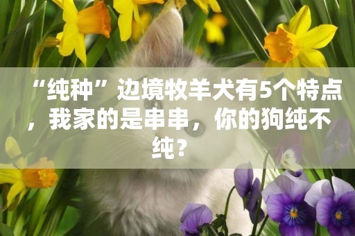 “純種”邊境牧羊犬有5個特點，我家的是串串，你的狗純不純？ 