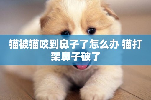 貓被貓咬到鼻子了怎么辦 貓打架鼻子破了