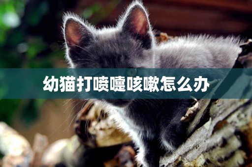 幼貓打噴嚏咳嗽怎么辦