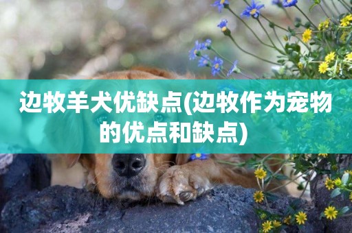 邊牧羊犬優缺點(邊牧作為寵物的優點和缺點) 