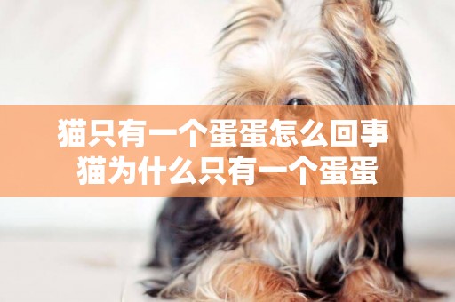 貓只有一個蛋蛋怎么回事 貓為什么只有一個蛋蛋