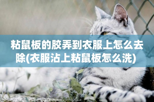 粘鼠板的膠弄到衣服上怎么去除(衣服沾上粘鼠板怎么洗) 