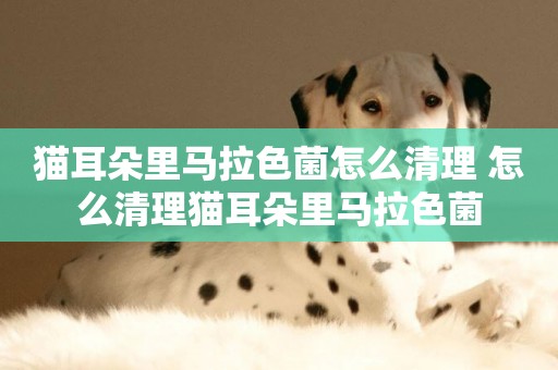 貓耳朵里馬拉色菌怎么清理 怎么清理貓耳朵里馬拉色菌