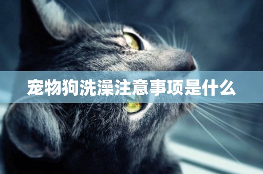 寵物狗洗澡注意事項是什么