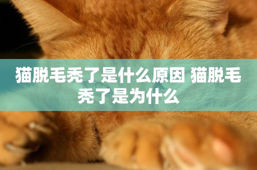 貓脫毛禿了是什么原因 貓脫毛禿了是為什么