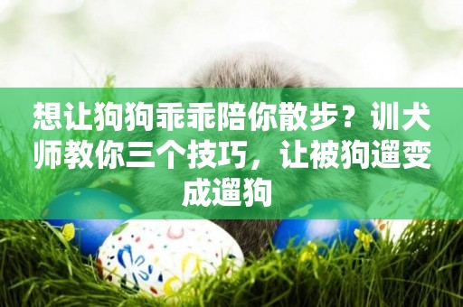 想讓狗狗乖乖陪你散步？訓犬師教你三個技巧，讓被狗遛變成遛狗 