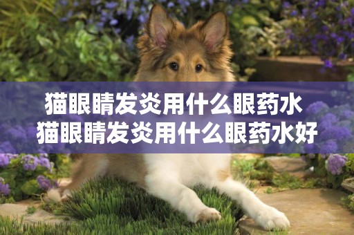 貓眼睛發炎用什么眼藥水 貓眼睛發炎用什么眼藥水好