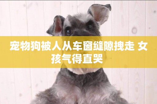 寵物狗被人從車窗縫隙拽走 女孩氣得直哭 