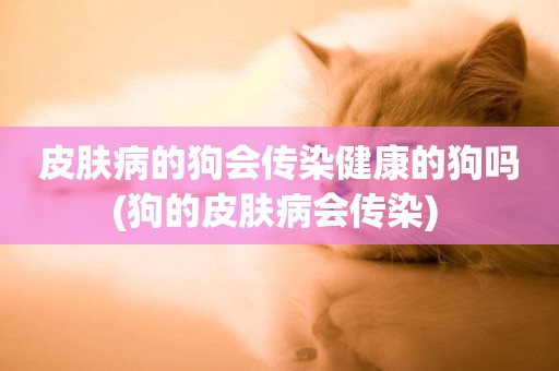 皮膚病的狗會傳染健康的狗嗎(狗的皮膚病會傳染) 