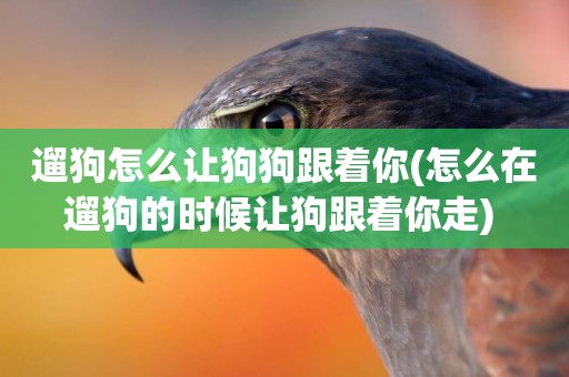 遛狗怎么讓狗狗跟著你(怎么在遛狗的時候讓狗跟著你走) 