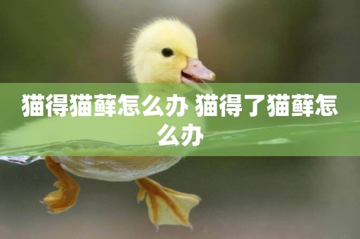貓得貓蘚怎么辦 貓得了貓蘚怎么辦