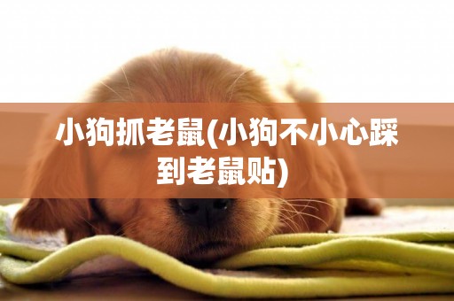 小狗抓老鼠(小狗不小心踩到老鼠貼) 