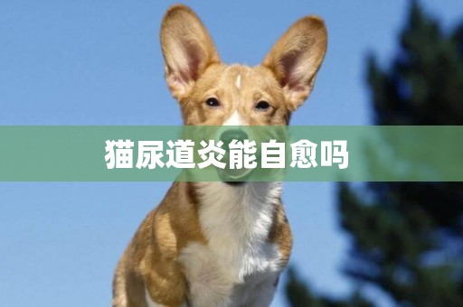 貓尿道炎能自愈嗎 