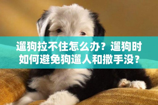 遛狗拉不住怎么辦？遛狗時如何避免狗遛人和撒手沒？ 